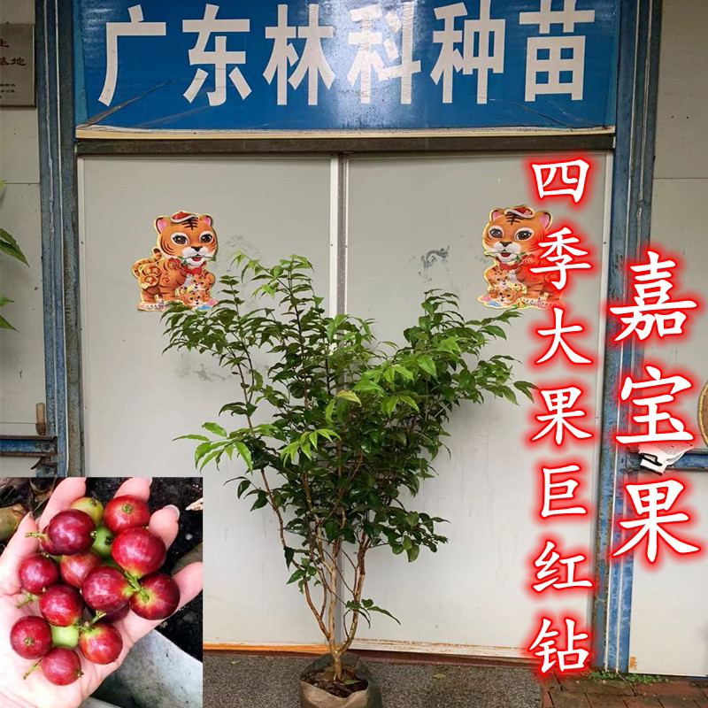 台湾巨红钻大巨红水晶嘉宝果大果四季树葡萄盆栽果树早生当年结果