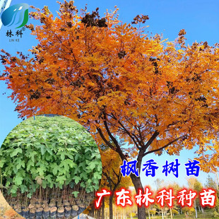 枫香树苗古枫香树药材树广西枫香叶黑色植物染料三角枫苗造林复绿