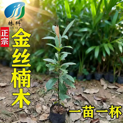 金丝楠木树苗四川正宗小叶桢楠大树名贵树苗庭院绿化盆栽四季常青