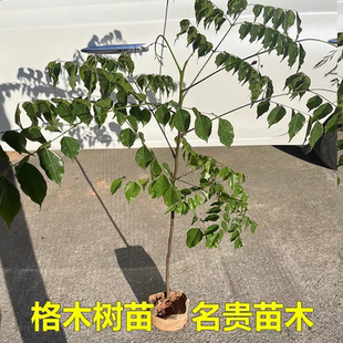 格木树苗名贵品种珍贵红木树斗登凤名贵苗木铁木树苗四季常绿