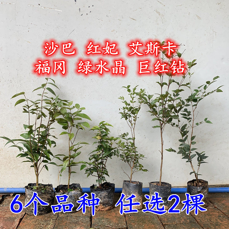 沙巴红妃艾斯卡福冈绿水晶巨红钻嘉宝果庭院阳台四季果树苗树葡萄