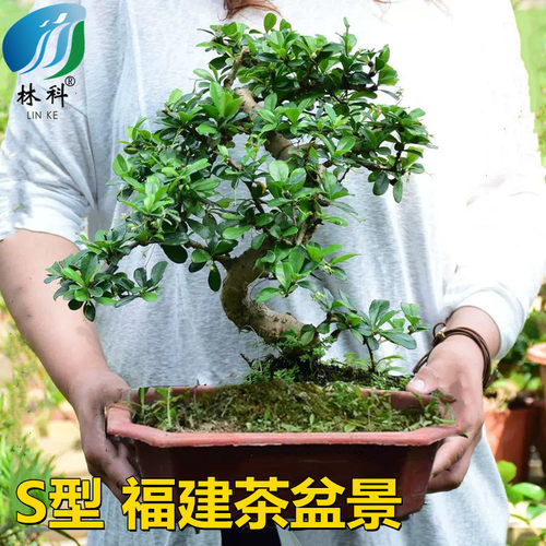 福建茶盆景飘枝绿植室内办公室好养悬崖造型老桩S型植物客厅盆栽