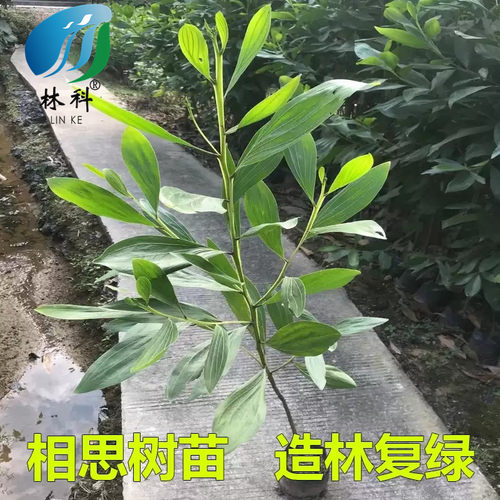 大叶相思台湾相思树苗马占相思造林复绿树山林速生树庭院遮荫常绿