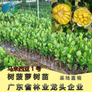 四季 树菠萝马来西亚1号树苗菠萝蜜苗庭院种植嫁接果苗南北方种植