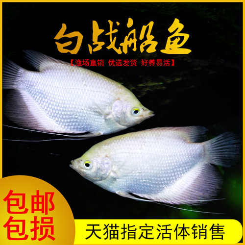 白金招财鱼黄金梅花银龙混养鱼