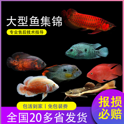 热带观赏鱼活体皇冠地图鱼招财