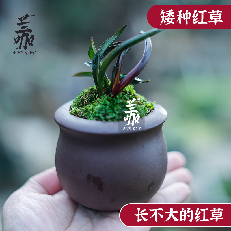 矮种行龙奇叶迷你红草矮种红草