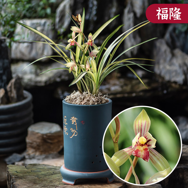 名贵中透艺建兰绿植盆栽