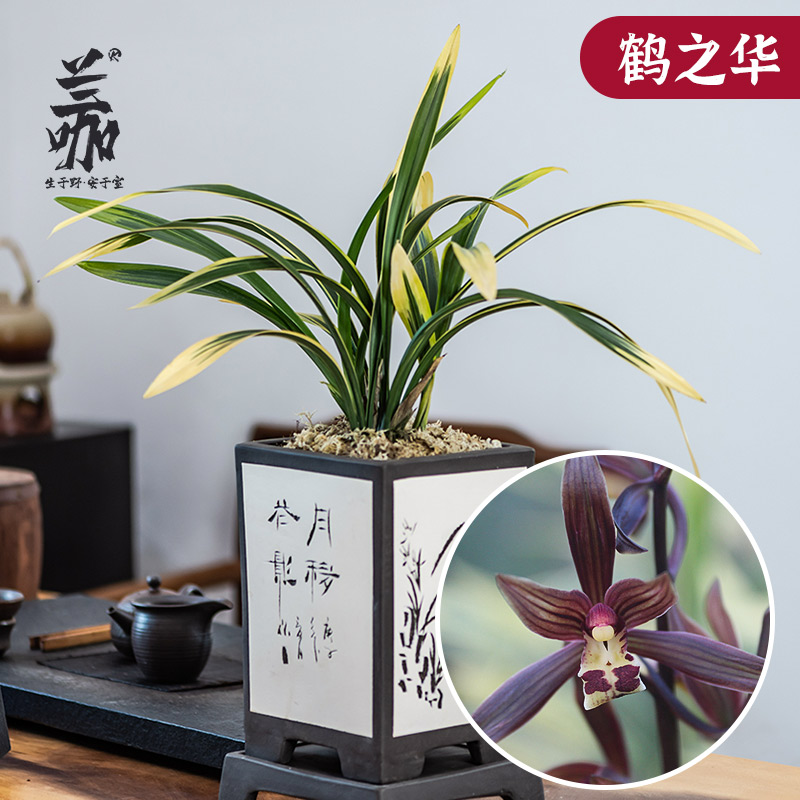 绿植名贵金边好养盆栽兰花苗