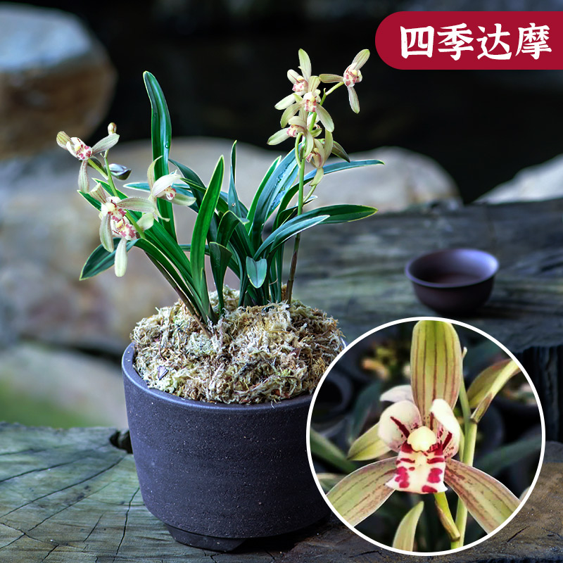 防辐射建兰金边矮种四季