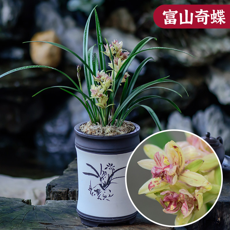 兰花浓香型盆栽富山奇蝶