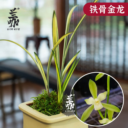 兰花细叶金边铁骨艺草送礼