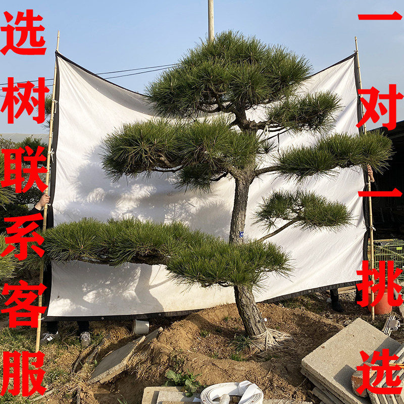 黑松造型树 迎客松  松树苗 松树树苗 黑松苗 黑松树苗  造型黑松