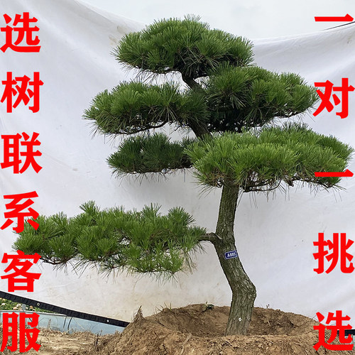 四季常青黑松造型树迎客松包成活