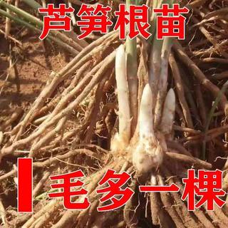 【芦笋根苗】芦笋苗根食用蔬菜苗四季多年生阳台盆栽种植芦笋苗