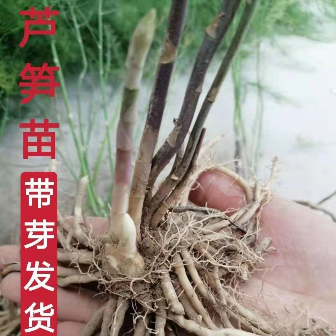 芦笋苗根绿色苗紫色芦笋苗种四季蔬菜苗盆栽阳台盆栽多年生