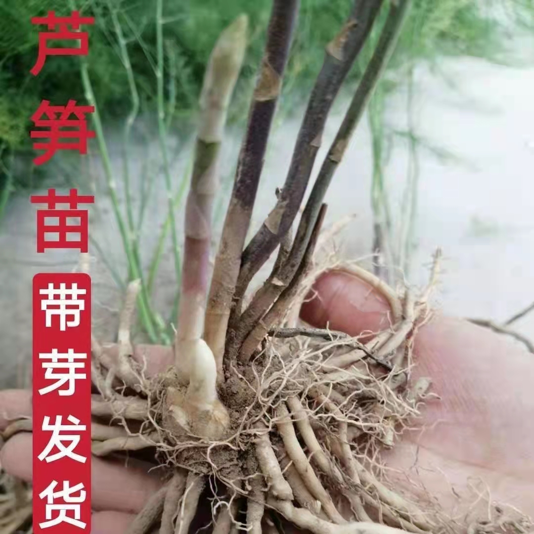 芦笋苗根绿色苗紫色芦笋苗种四季蔬菜苗盆栽阳台盆栽多年生