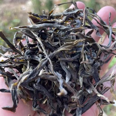 23年磨烈秋茶 50克 原生态山头纯料普洱茶