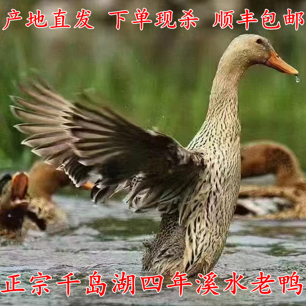 正宗千岛湖农家散养老鸭高山溪水土鸭子麻鸭母鸭活鸭现宰新鲜整鸭