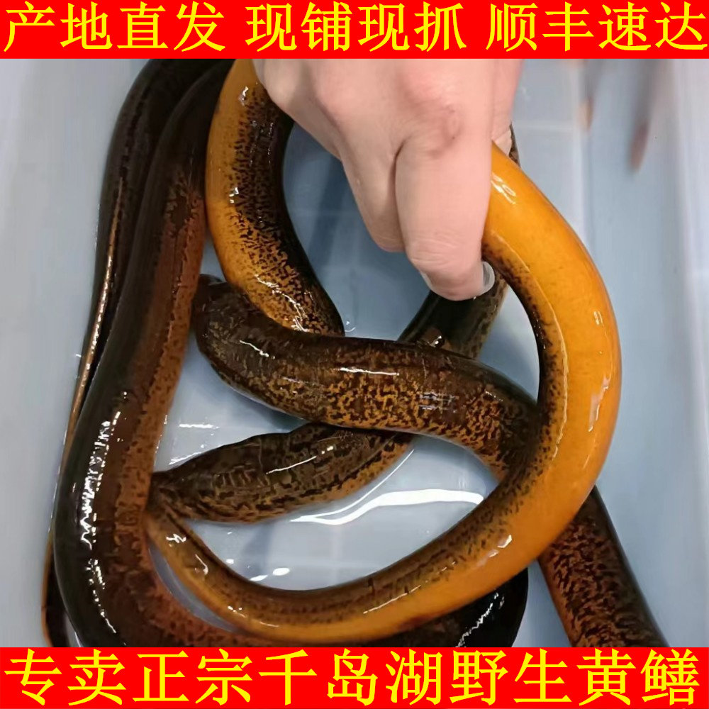 正宗千岛湖野外土黄鳝新鲜黄鳝鲜活鳝鱼活体黄鳝现捕现抓黄鳝鱼