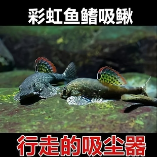 原生鱼冷水鱼 麦氏吸鳅 原生吸鳅长汀方式拟腹吸鳅耐寒耐热清道夫