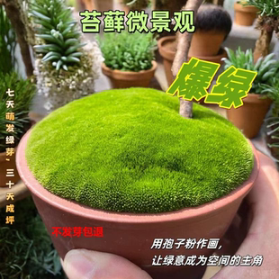 苔藓青苔植物种子吸水上水石盆栽假山盆铺面微景观孢子粉四季鲜活