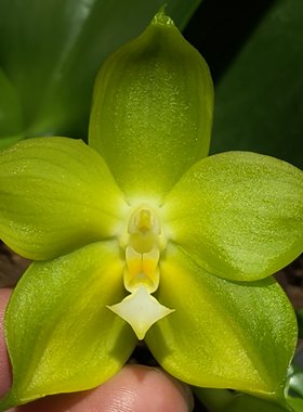【零度生物】米罗绿梦浓香壮苗蝴蝶兰特色花纹续花兰花盆栽