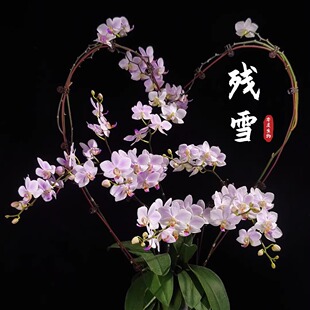 【零度生物】(小球种好)残雪蝴蝶兰盆栽爆花续花