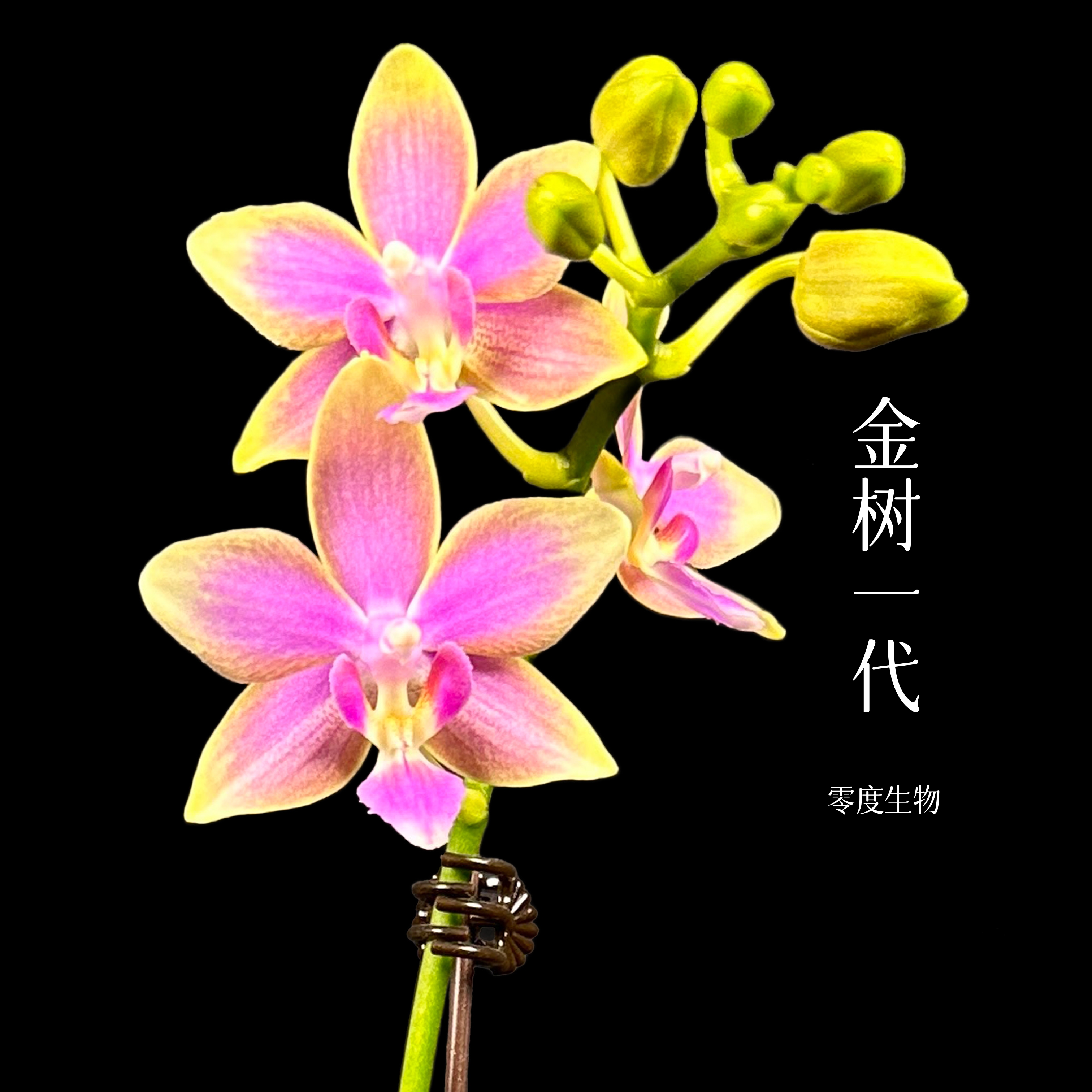【零度生物】金树一代蝴蝶兰续花爆花型盆栽新手好养