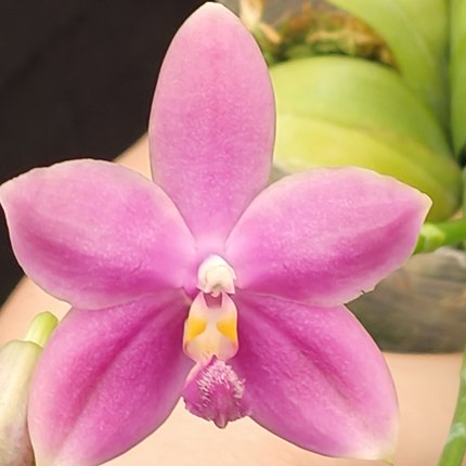 【零度生物】蓝盾蝴蝶兰