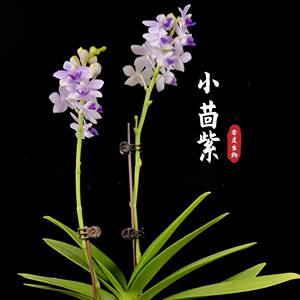 【零度生物】小茴紫夏花朵粒蝴蝶兰续花型蓝色系开一串花