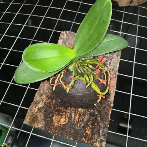 【零度生物】零度大球板植介质测试报名链接