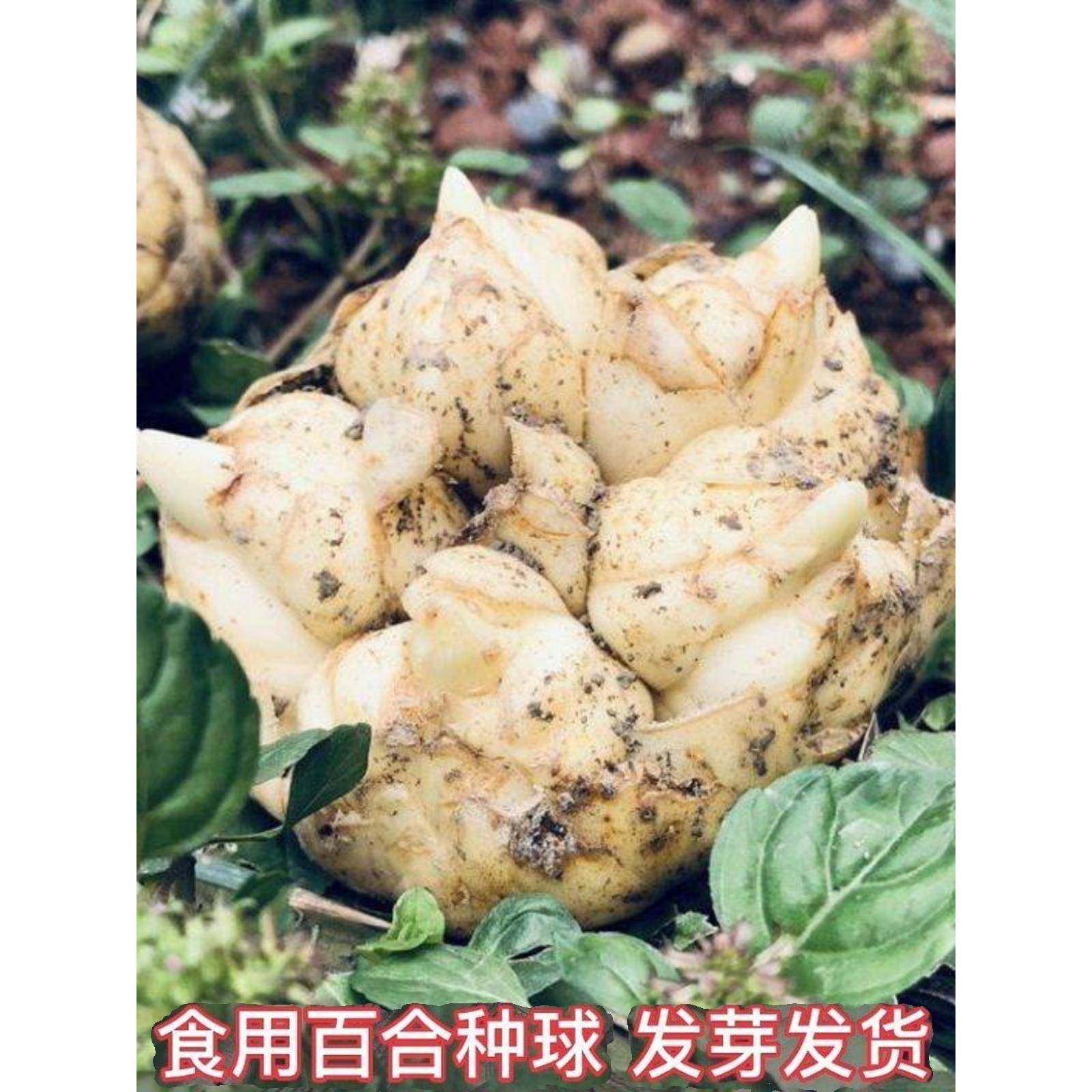 新鲜百合种球食用发芽花苗百合种子卷丹百合开花可观赏果实可食用图片