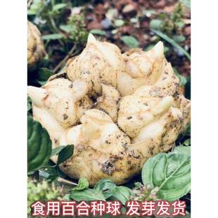 新鲜百合种球食用发芽花苗百合种子卷丹百合开花可观赏果实可食用