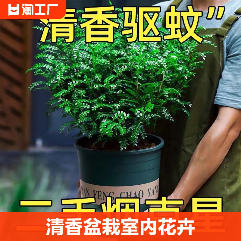 驱蚊清香木盆栽室内花卉绿植净化空气吸除甲醛植物好养提神胡椒木