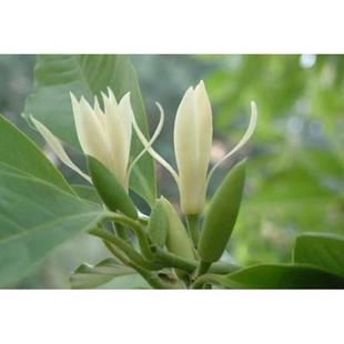 白兰花树苗，黄葛兰，嫁接玉兰花苗，芳香白缅花白玉兰花天女木兰