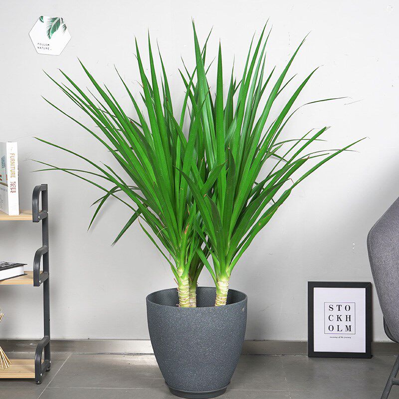 龙须树盆栽香龙血树龙须树苗花卉绿植盆栽龙须树多头植物净化空气