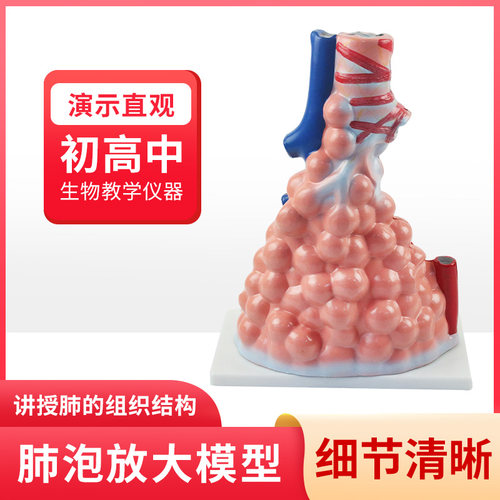 可普肺泡放大模型生物教具