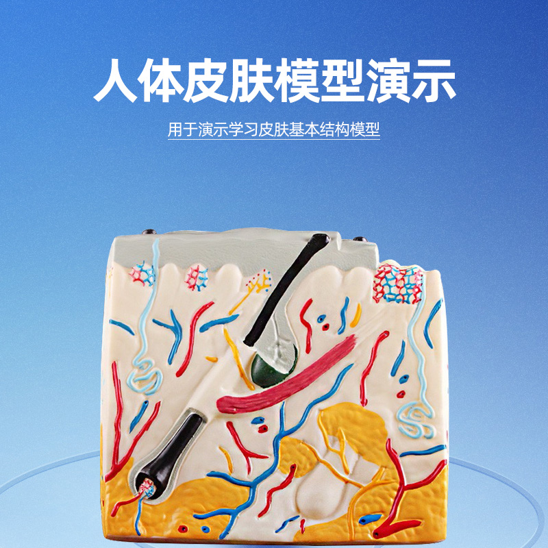 可普立体皮肤结构模型生物演示用