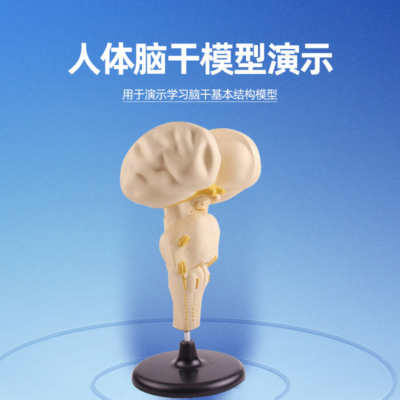 脑干放大模型 j3315脑干模型放大初中高中生物实验器材中学教学仪器教