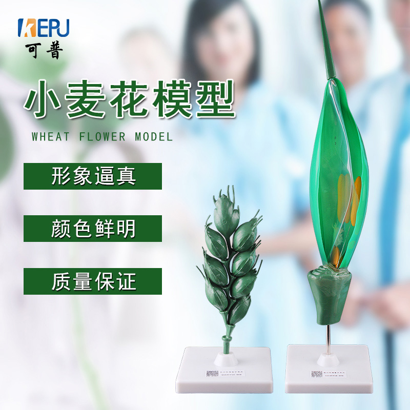 可普小麦花模型可拆卸植物