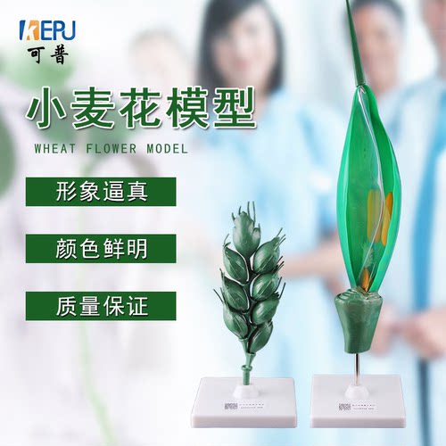 可普小麦花模型可拆卸植物
