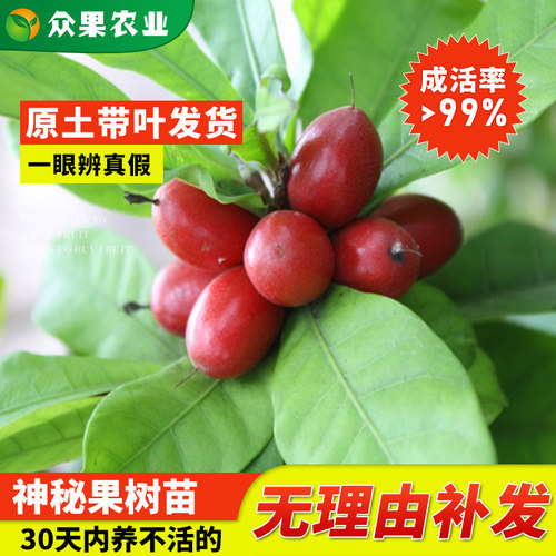 神秘果树苗果树盆栽变味果酸变甜奇异庭院盆栽南方北方四季带土