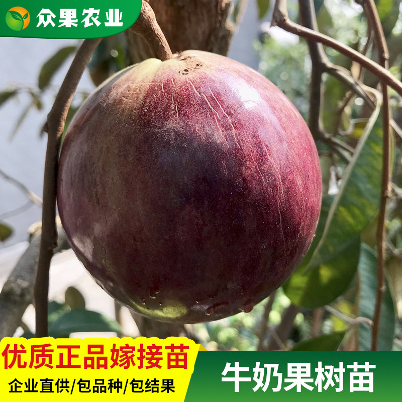 越南牛奶果嫁接苗 星苹果苗紫龙牛奶果热带果苗 金星果 树苗地栽