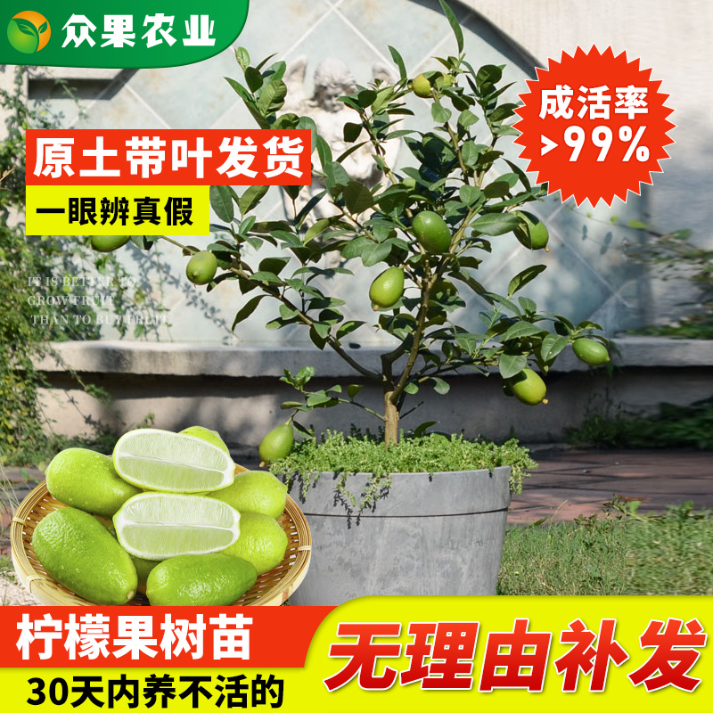 香水四季食用无籽阳台盆栽柠檬苗