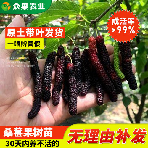 台湾桑果嫁接树苗四季无籽大十
