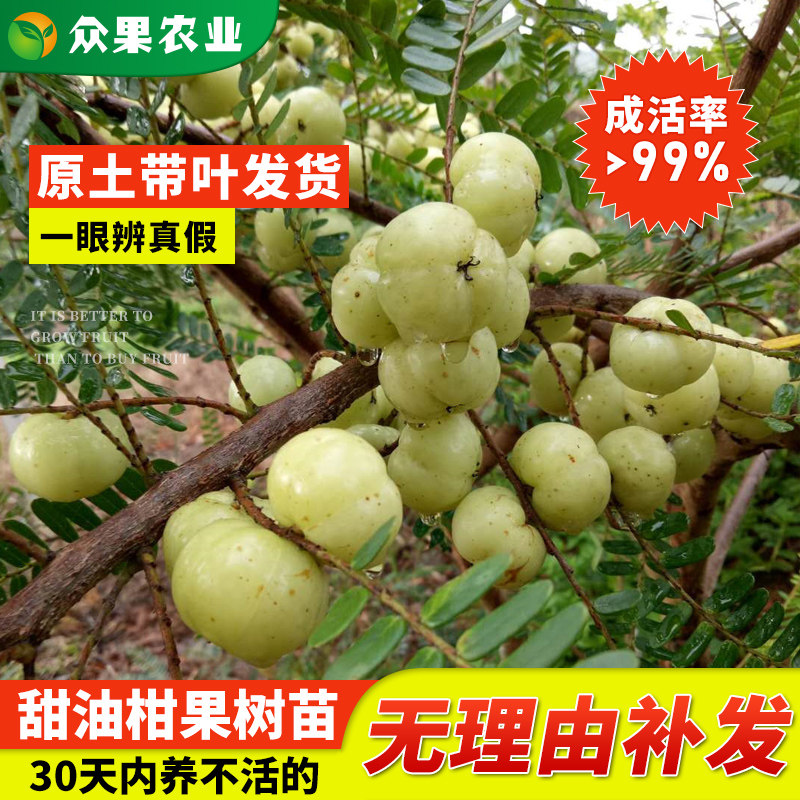 油柑树苗嫁接 庭院盆栽 余柑果树苗 耐寒牛柑子苗树南方地栽种植
