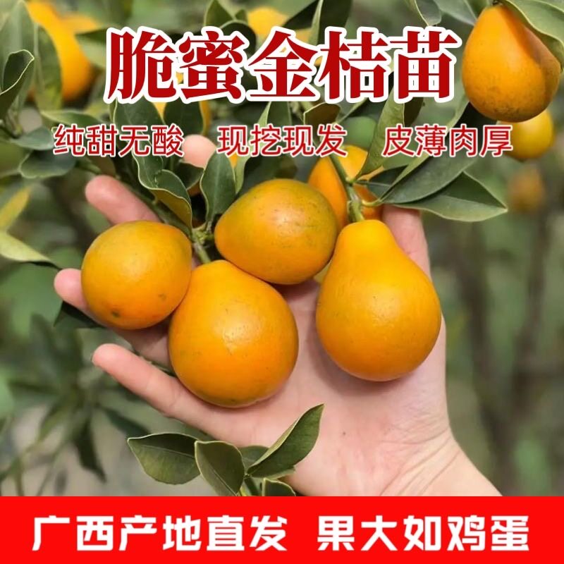 脆皮金桔苗嫁接庭院阳台树苗盆栽食用滑皮小金桔果苗南方北方地栽