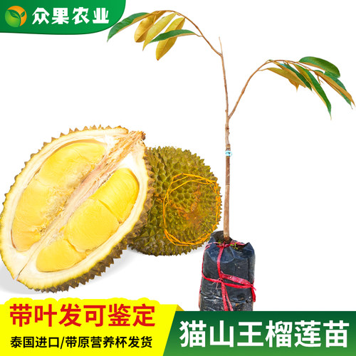 榴莲树苗南方种植山王枕头泰国