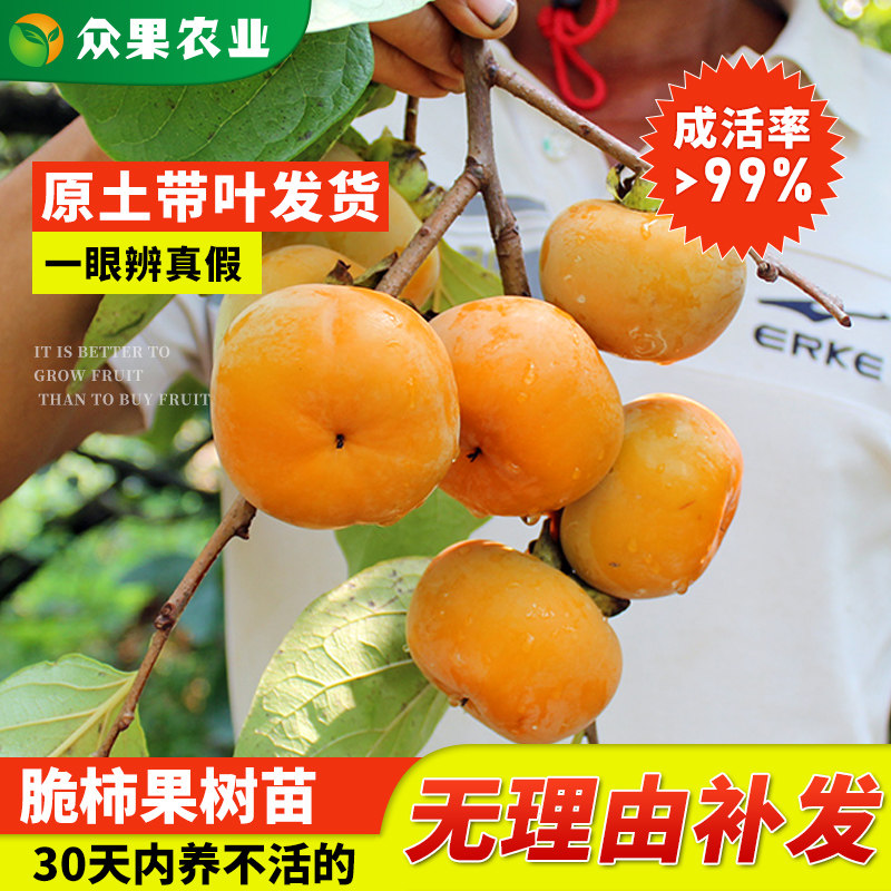 脆柿子树苗甜 罗田柿子苗树 南方北方地栽种植果树苗庭院盆栽包邮